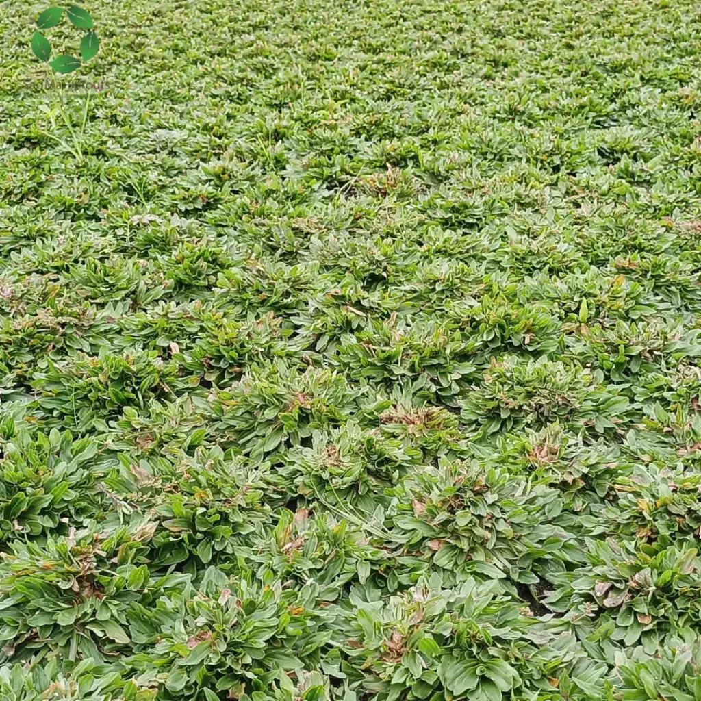 Cỏ lá gừng Thái (tên khoa học: Axonopus compressus)