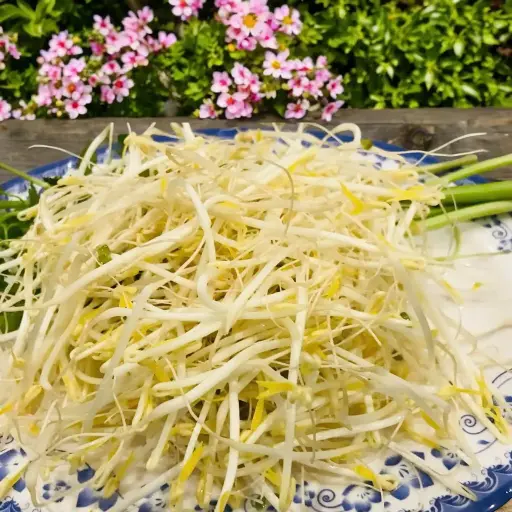Giá Sạch -Sao Mai (giá đậu xanh)